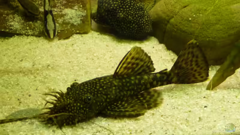 Ancistrus dolichopterus L183 von Guzzi-Werner (51)