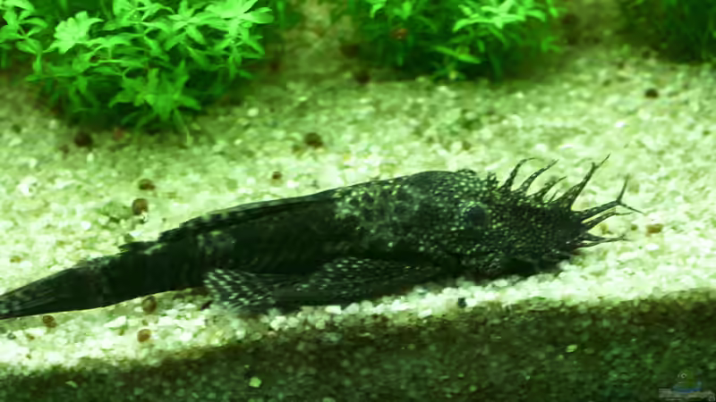 Ancistrus dolichopterus (M) von Phil Cave (68)