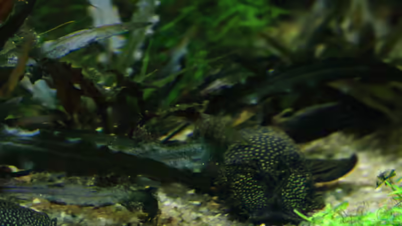 Ancistrus dolichopterus (M+W) 12/09/2015 von Phil Cave (97)