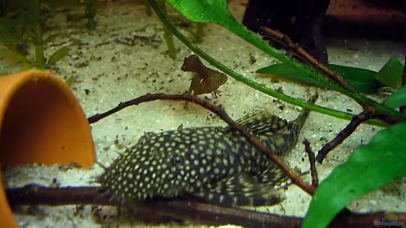 Ancistrus dolichopterus von Dennis Klusmann (26)