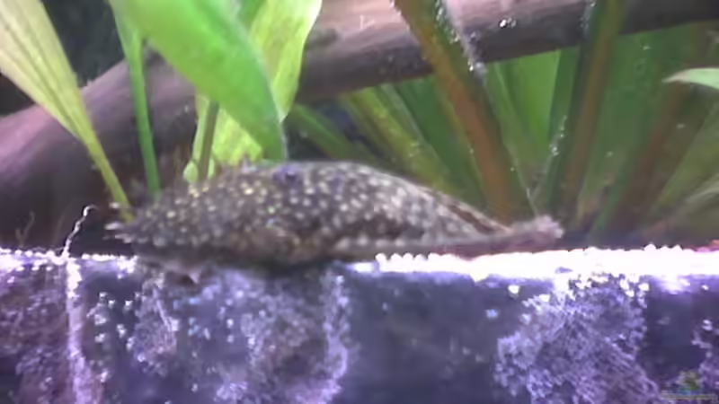 Ancistrus dolichopterus von Freddy Burghartz (15)