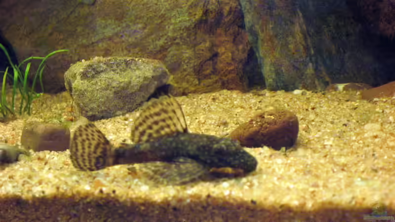 Ancistrus dolichopterus von Gerhard Farnbacher (12)