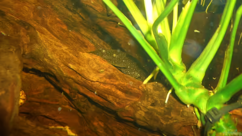 Ancistrus dolichopterus von Knorpelfisch (41)