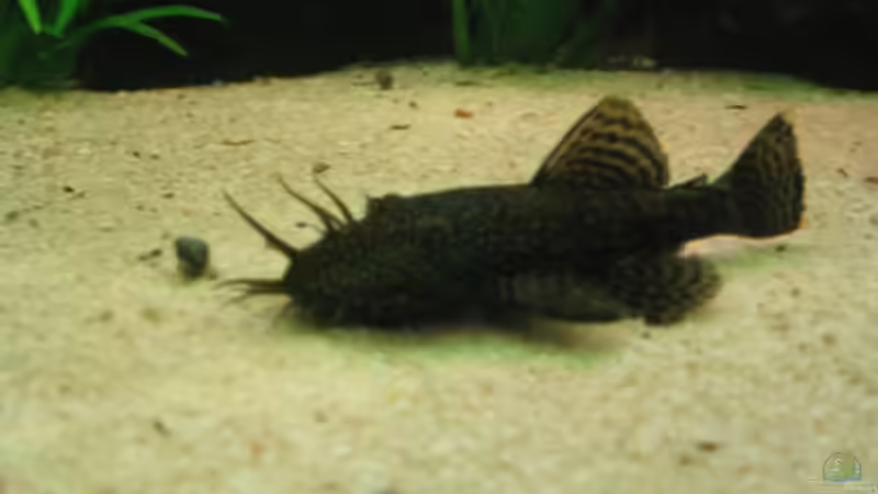 Ancistrus dolichopterus von Michael Gerhardt (8)