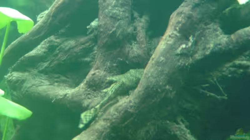 Ancistrus dolichopterus von Michel Seifert (8)