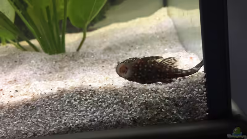 Ancistrus dolichopterus von Nxsterr (11)