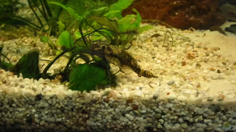 Ancistrus dolichopterus von Sandra Bäumgen (18)