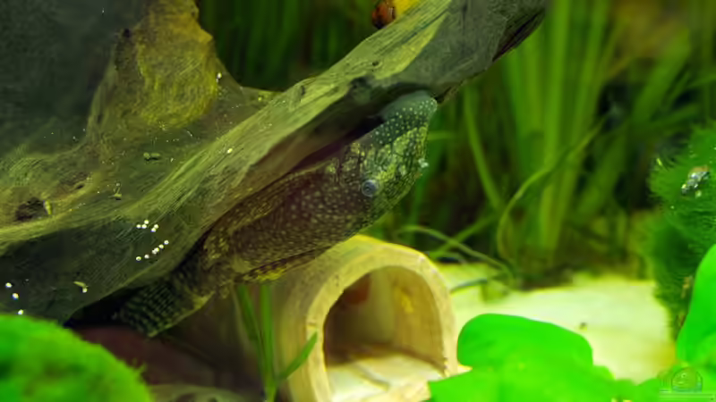 Ancistrus dolichopterus von Theresa Horak (13)