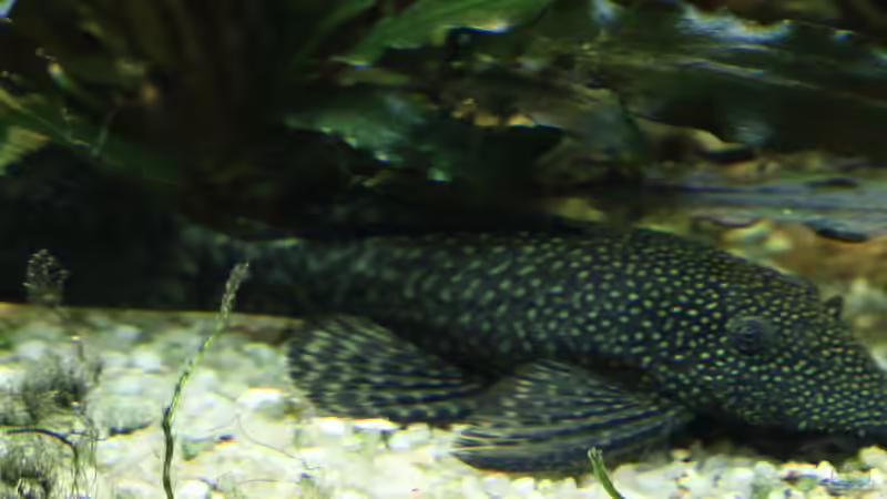 Ancistrus dolichopterus (W) 12/09/2015 von Phil Cave (98)