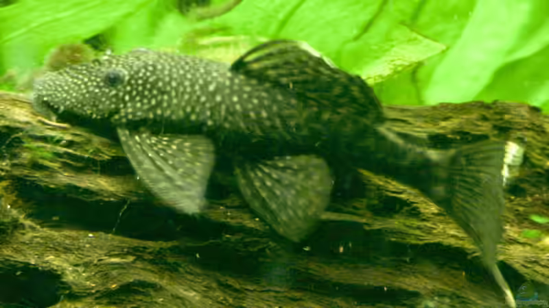 Ancistrus dolichopterus (W) von Phil Cave (67)