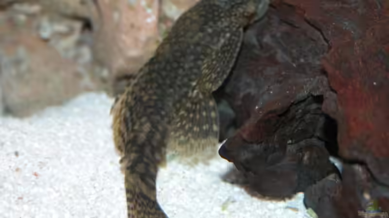 Ancistrus dolichopterus Weibchen von Jürgen Langer (19)