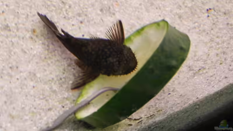 Ancistrus frisst sich satt von Maximilian Grund (3)