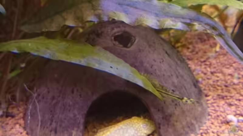 Ancistrus Gold vor seiner Kokusnusshöhle von rainbow2010 (2)