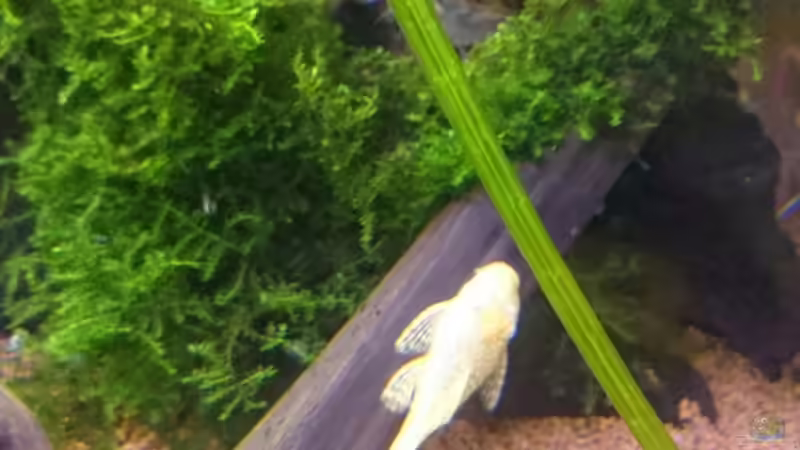 Ancistrus Gold (w) beim knabbern... von rainbow2010 (20)