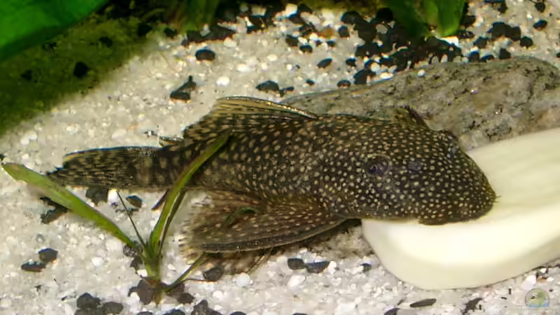 Ancistrus hopologenys -Tüpfelantennenwels von Piscis (27)