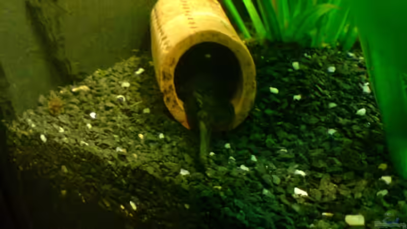 Ancistrus M bei der Brutpflege von Oliver Bäcker (11)