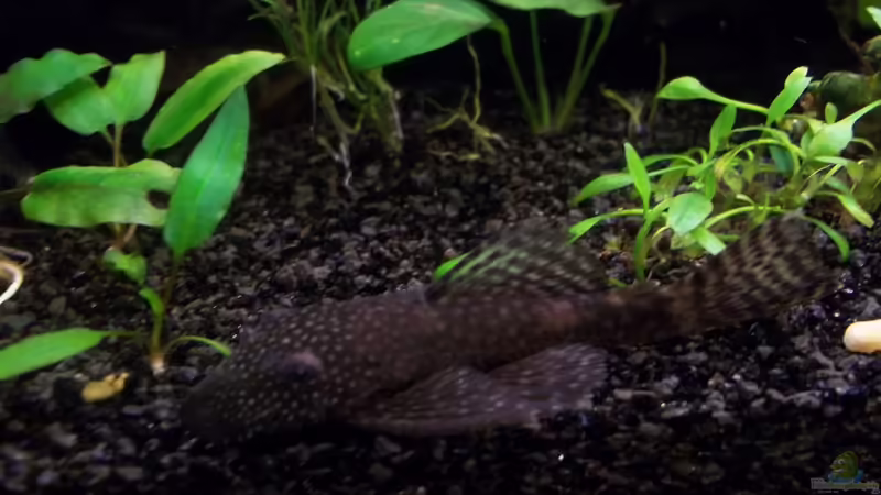 Ancistrus M von Niko P. (34)