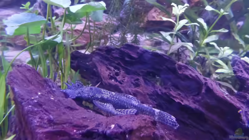 Ancistrus M von raubsau (60)