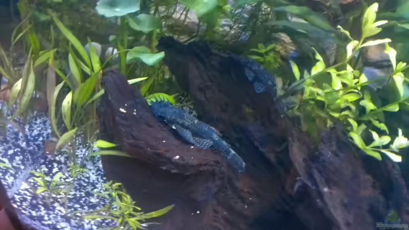 Ancistrus m/w von raubsau (66)