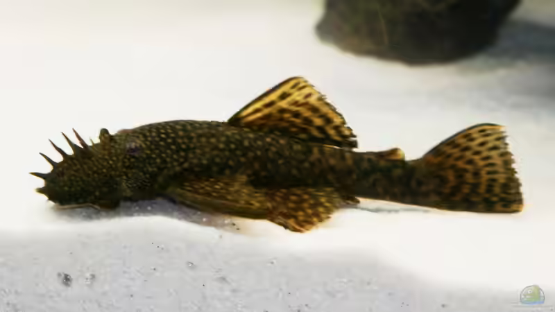 Ancistrus_Männchen  von Big-Brother (13)