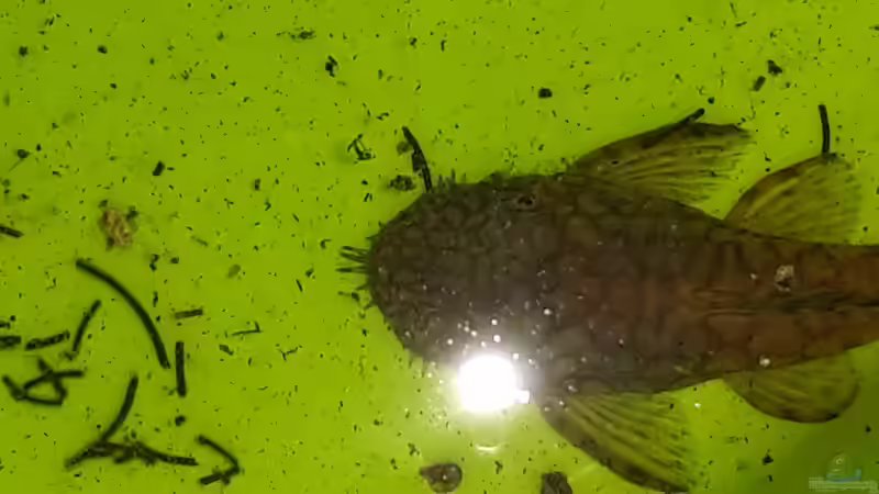 Ancistrus-Männchen von mikeschchaos (9)