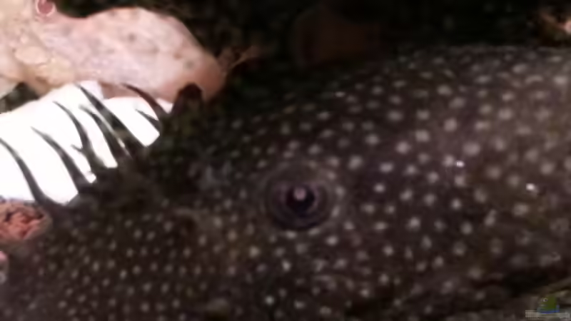 Ancistrus männlich von Zomic (14)