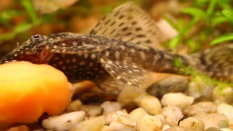 Ancistrus mit Möhre von Tom G. (17)