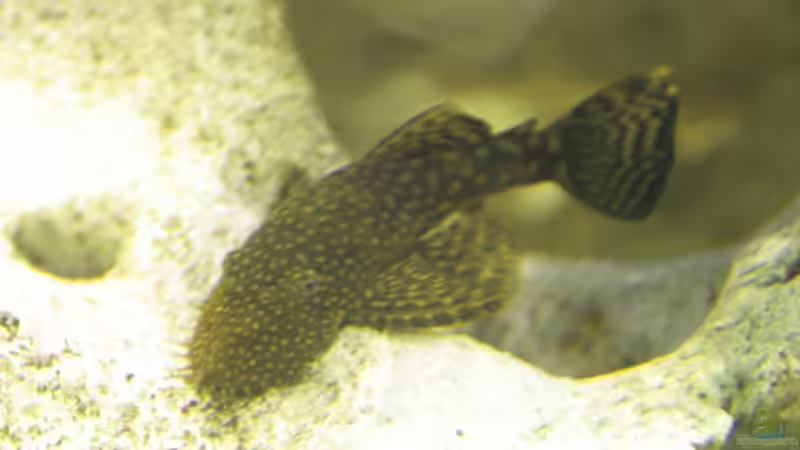 Ancistrus pirareta von Sushi (12)