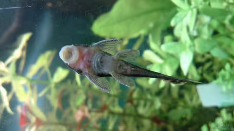 Ancistrus schildpatt von Johannes Klopf (14)