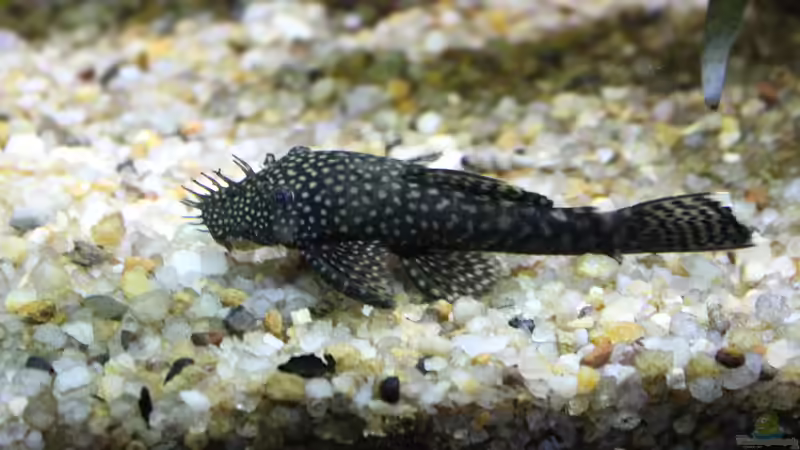 Ancistrus,schwarz,männlich von Ottche (259)