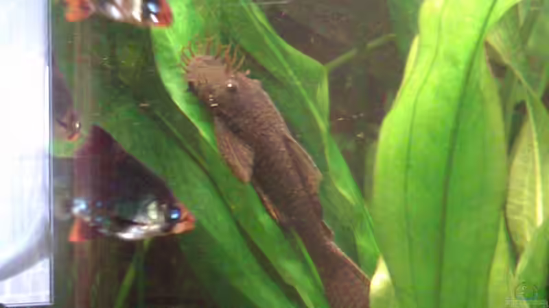 Ancistrus sp. // Atennenwels von Biffty (32)