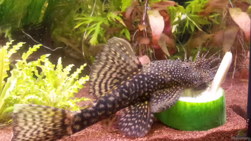 Ancistrus sp. - März 2012 von SleazeRocker (17)