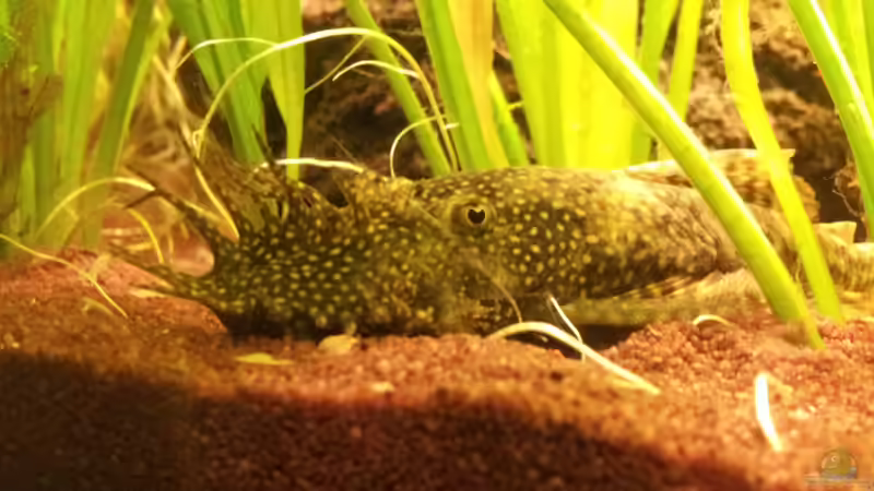 Ancistrus sp. - März 2012 von SleazeRocker (18)