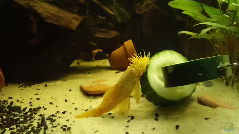 Ancistrus sp. 21.05.2015 von Ba Bu (25)