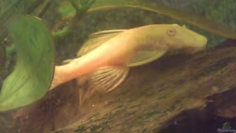 Ancistrus sp. Albino von ~Danny~ (57)