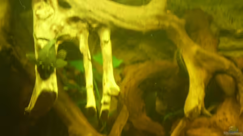 Ancistrus sp. Brauner Antennenwels eine der Damen die hier leben von pfauenauge36 (14)