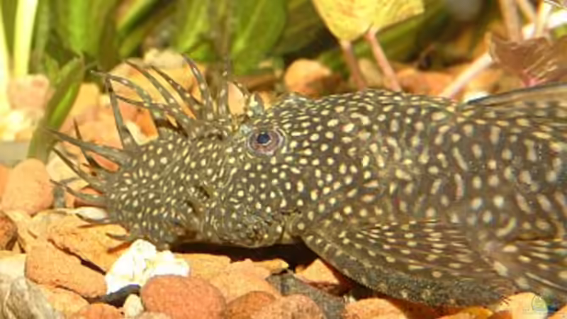 Aquarien mit Ancistrus temminckii (Gelbbrauner Antennenwels)