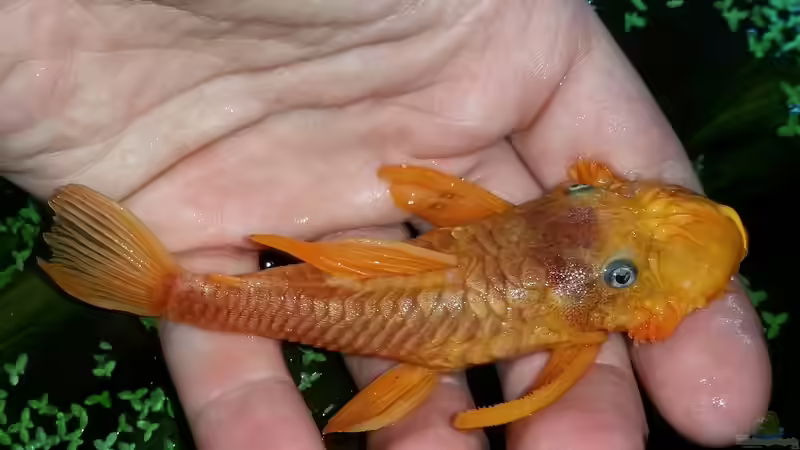 Ancistrus sp. ´L114 x LDA16´ von David S. (8)