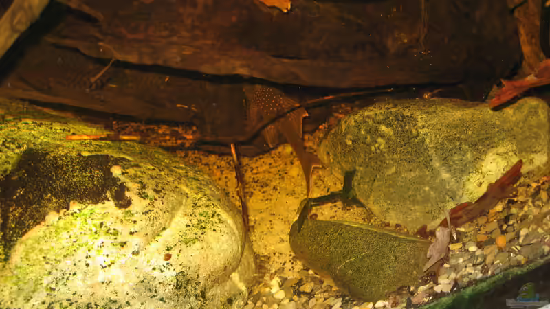 ancistrus sp. links in der Wurzel unf l200 hifin von der Theoretiker (110)