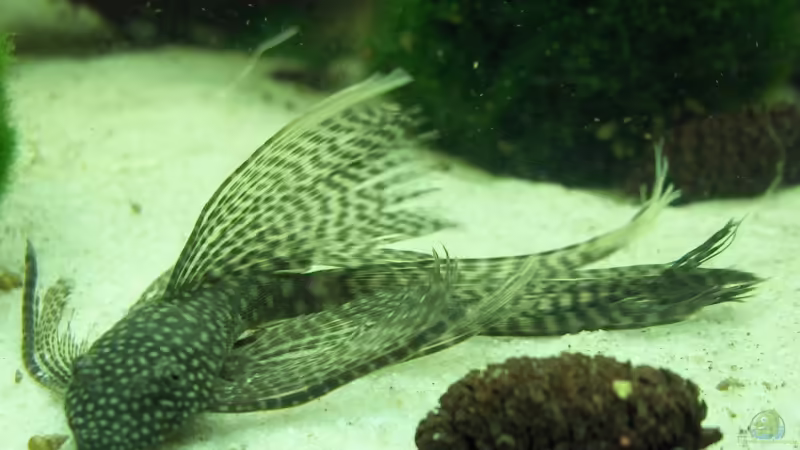 Ancistrus sp. Long Fin, Schleier-Antennenwels   von Der Siems (64)