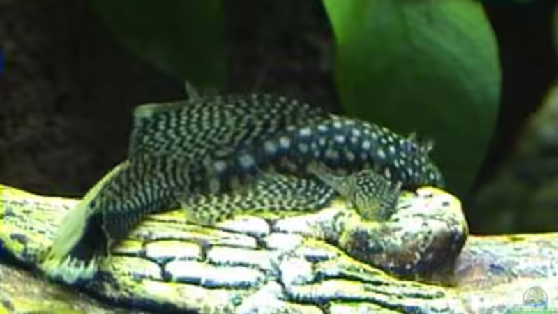 Ancistrus sp. ´Long Fin´ von Marco Schumacher (21)