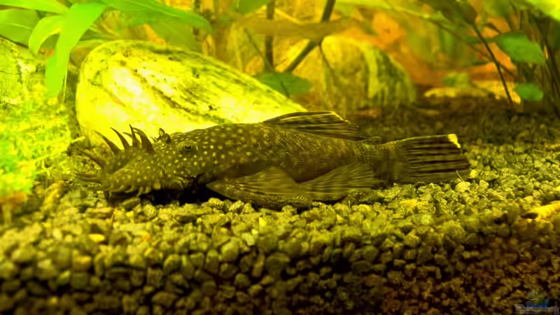 Ancistrus sp. (m) von Stefan Reinl (9)