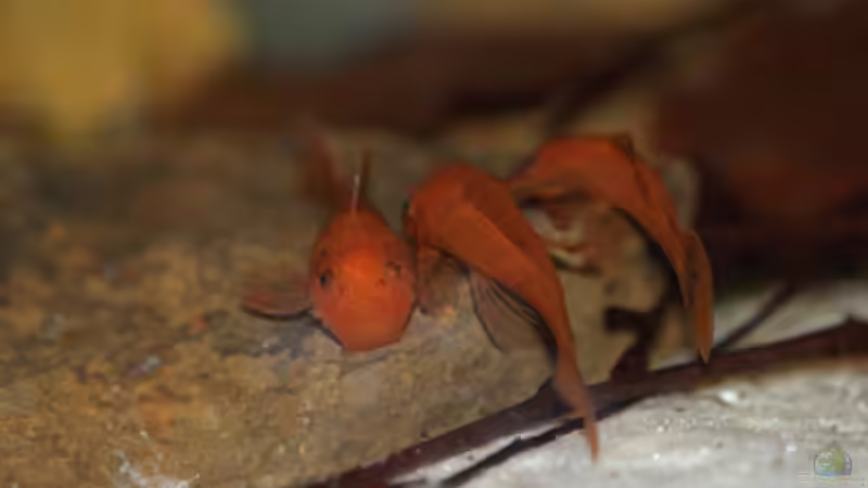 Ancistrus sp. "red Fire" - eine relativ neue Zuchtform stellt sich vor