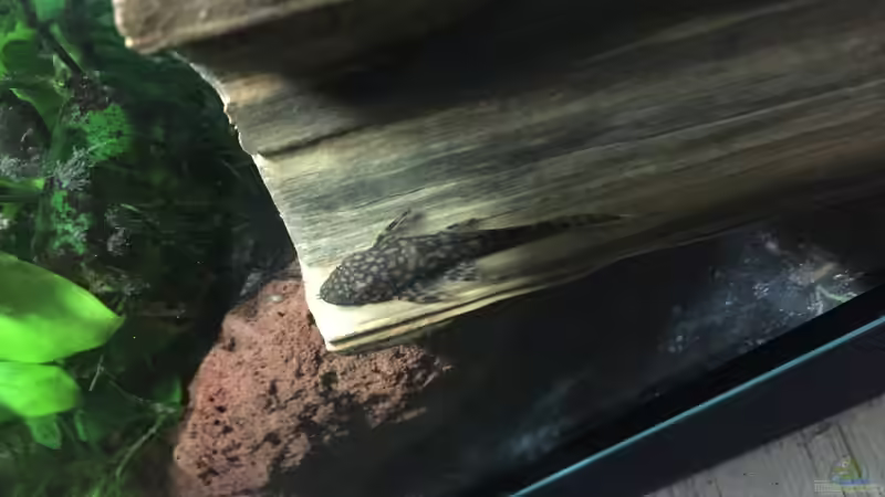 Ancistrus sp. ???Rio Paraguay???  von Danny (8)