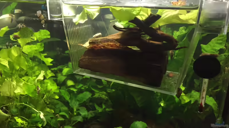 Ancistrus sp. ???Rio Paraguay??? Aufzuchtstation von Danny (5)