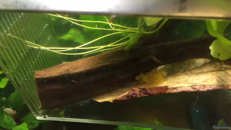 Ancistrus sp. ???Rio Paraguay??? Gelege von Danny (6)