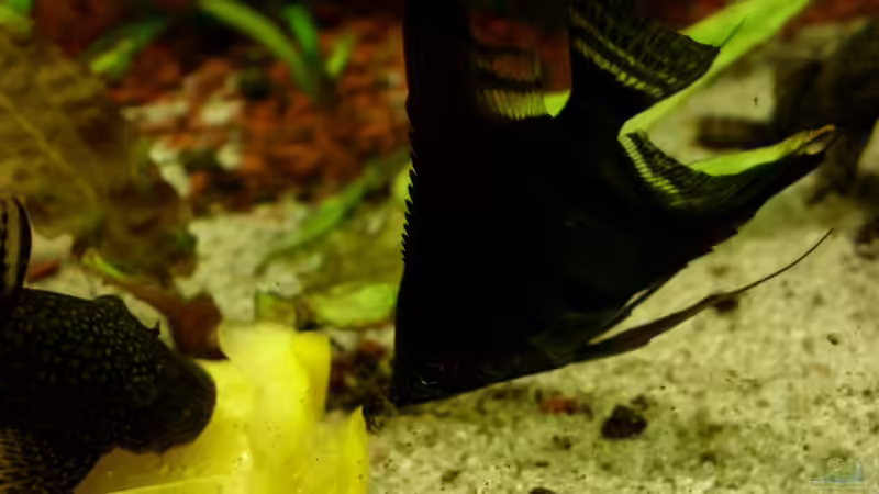 Ancistrus Sp. und Pterophyllum scalare mit Paprika von Oliver Boden (36)