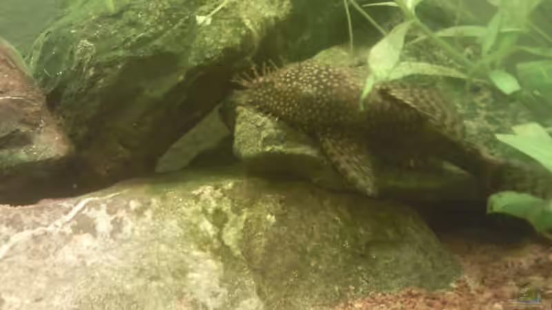 Ancistrus sp. von ~Danny~ (52)