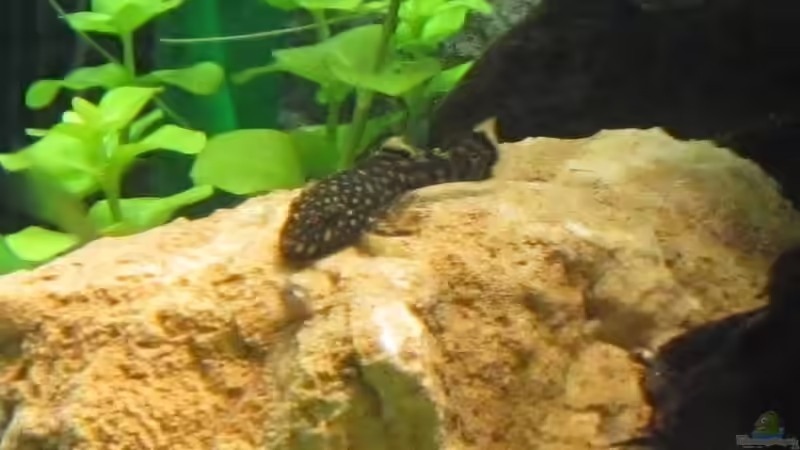 Ancistrus sp. von Fischfrau (24)