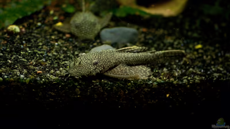 Ancistrus sp. von Guenni (12)